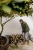 Строительный пылесос Karcher WD 2 Plus S V-15/4/18 1000Вт (уборка: сухая/влажная/выдув/сбор воды) желтый Строительный пылесос Karcher WD 2 Plus S V-15/4/18 1000Вт (уборка: сухая/влажная/выдув/сбор воды) желтый
