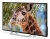 Телевизор LED PolarLine 50" 50PU11TC-SM черный 4K Ultra HD 60Hz DVB-T DVB-T2 DVB-C DVB-S2 USB WiFi Smart TV (RUS)