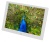 Фоторамка Digma 10.1" PF-1043 1280x800 белый пластик ПДУ Видео