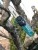 Высоторез Makita DUA200RF01аккум. Высоторез Makita DUA200RF01аккум.