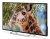 Телевизор LED PolarLine 55" 55PU11TC-SM черный 4K Ultra HD 60Hz DVB-T DVB-T2 DVB-C DVB-S2 USB WiFi Smart TV (RUS)