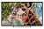 Телевизор LED PolarLine 50" 50PU11TC-SM черный 4K Ultra HD 60Hz DVB-T DVB-T2 DVB-C DVB-S2 USB WiFi Smart TV (RUS)