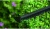 Кусторез Bosch EasyHedgeCut 55 (0600847C02)